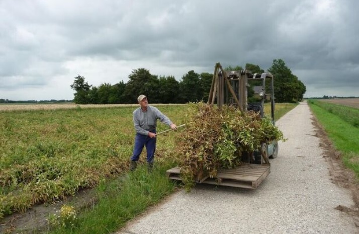 Akkerbouwer houdt historische erwt in stand 'Haal voedsel uit je eigen klimaatzone en eet wat seizoenen te bieden hebben'