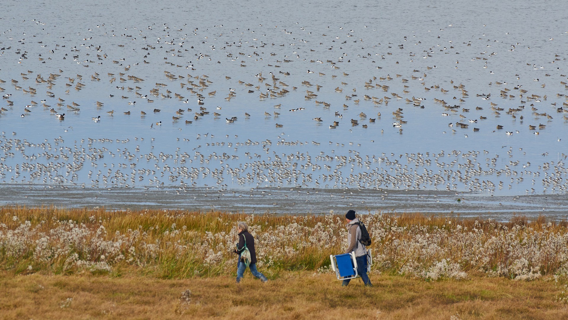 Onderzoek vogelbescherming: Waddenvogels bij Westhoek worden vaak verstoord