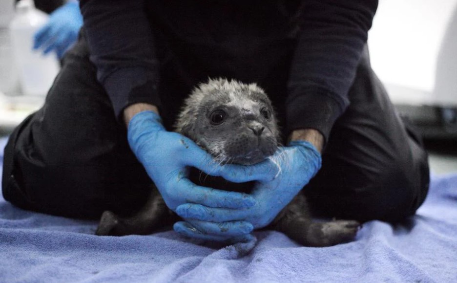 Voorbijgangers pakken zeehond op in Sint Jacobiparochie, pup opgevangen in Zeehondencentrum Pieterburen