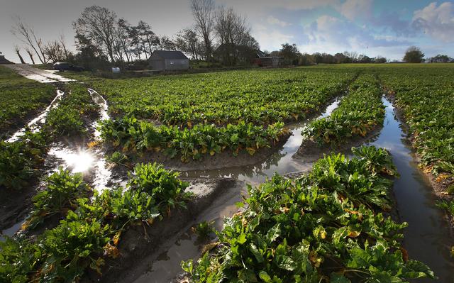 De aardappelen van Willem en Wybren uit Sint Jacobiparochie dreigen te verzuipen. 'Bieten schieten in de stressstand'