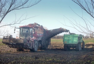 Geultjes moeten de laatste aardappelen en bieten redden van de verrotting: 'Het lijkt niet zo heel raar meer'
