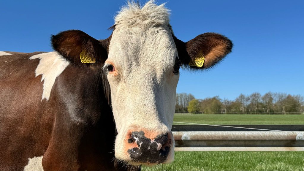 Ook de koeien genieten van de zon in Sint Jabik