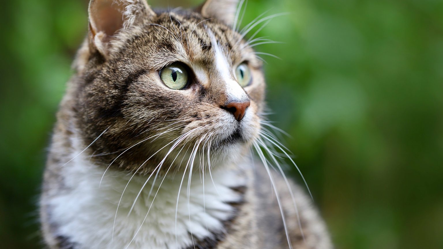 Katten verdwijnen en duiken dood op rond Sint Jabik